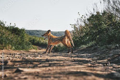 low angle close up view of a stretching full-length wild red fox with open mouth on a background of grass and sky on a sunny summer day. Nature and wildlife concept.