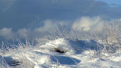 Grass gets covered in thick frost during an extreme cold winter morning photo