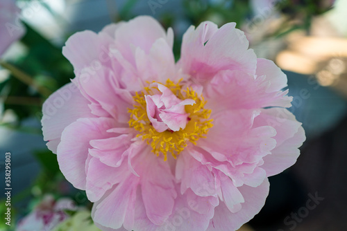 beautiful summer flowers with  pink peonies photo