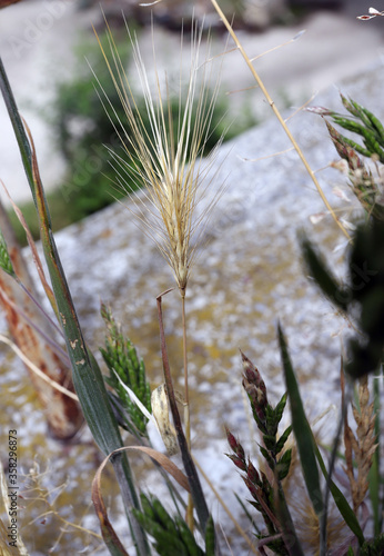 Dry Grass awn that can be dangerous for dogs. June grass ears.