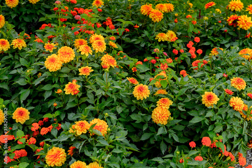 Flowers in the Park on the Lake Constance (Bodensee) on the Rhine at the  foot of the Alps