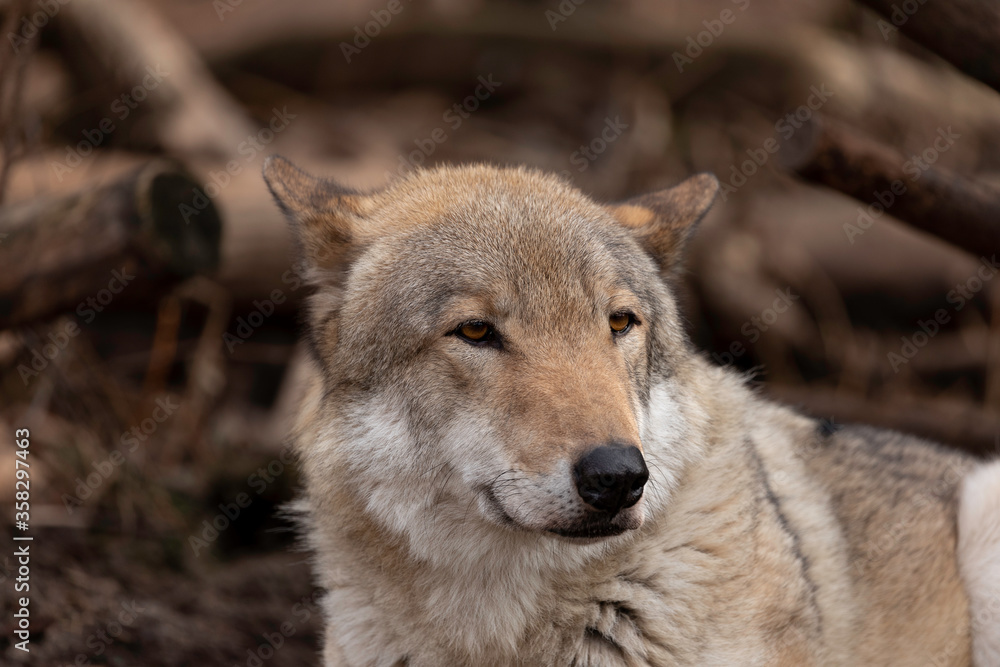 Wolf portrait in the zoo in spring Wolf portrait in the zoo in spring