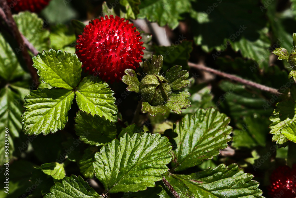 Closeup photography of wild strawberries.Low key,copy sppace for text.Summer sunny day. Closeup photography of wild strawberries.Low key,copy sppace for text.Summer sunny day.