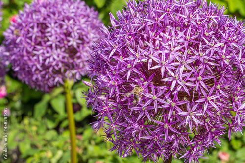 Allium giganteum. Giant onione. Plantae, Angiosperms, Monocots, Asparagales, Amaryllidaceae, Allioideae, Allium. Spring, summer blooming. Large wonderful spherical purple flowers. photo