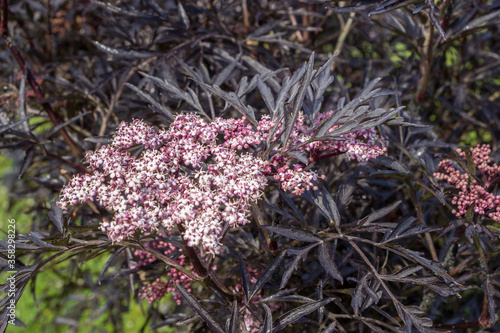 Elder, Sambucus nigra Black Lace pink flowers with fine black foliage. Dark leaves and delicate white and pink flowers. Unusual combination. Filled background.
