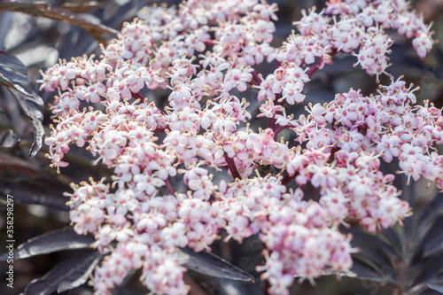 Elder, Sambucus nigra Black Lace pink flowers with fine black foliage. Dark leaves and delicate white and pink flowers. Unusual combination. Filled background.
