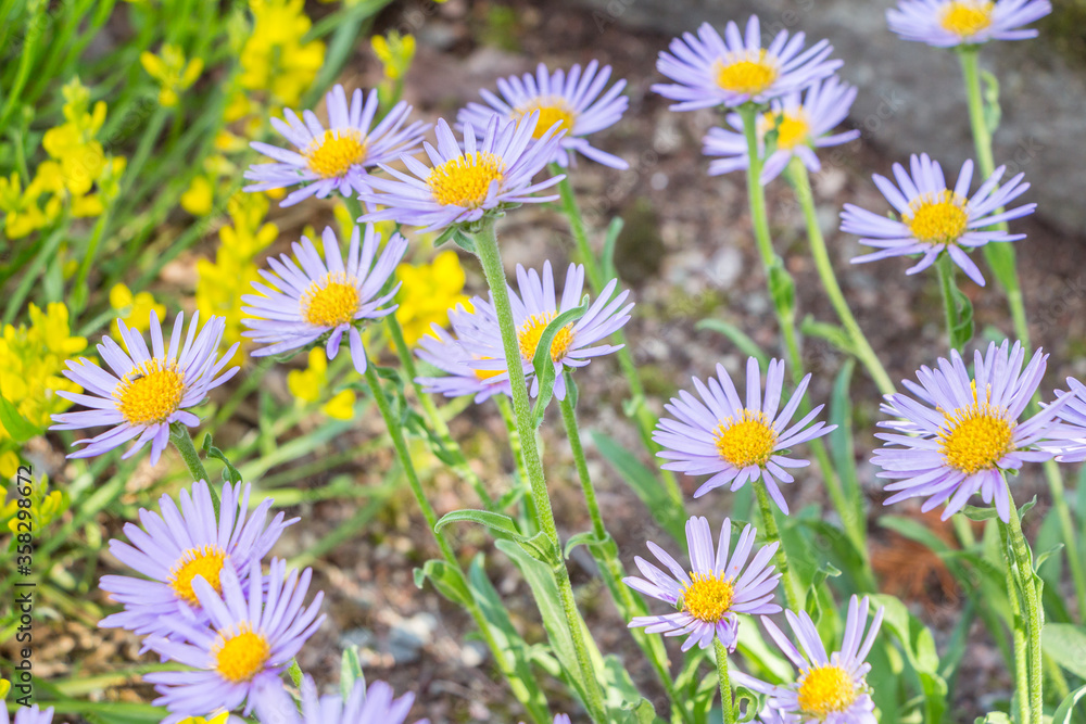 Aster alpinus or Alpine aster. Decorative garden plant with purple flowers. Beautiful sweet perennial right flowers are in summer garden. Carpet of little blue flowers.