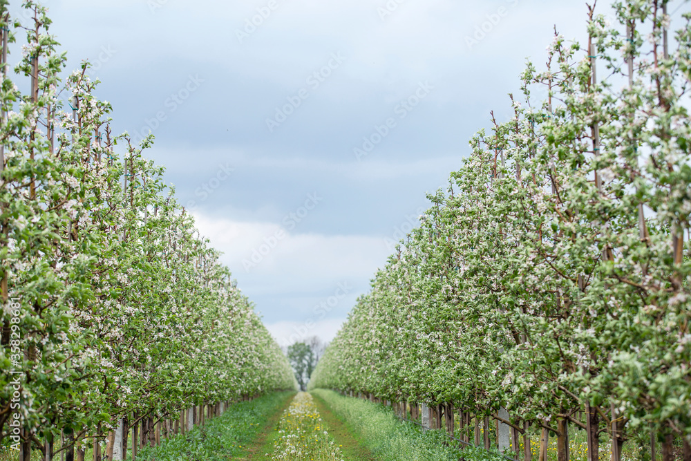 Obraz premium Orchard in spring. Flowering plantation of apple trees on daylight