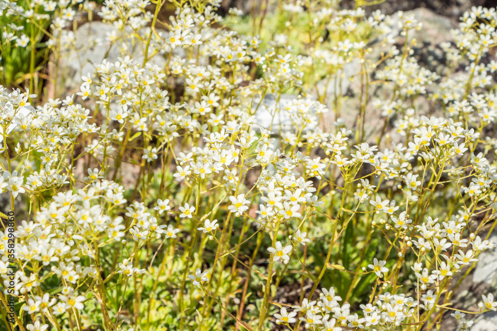 Fototapeta premium Draba verna (syn. Erophila verna) thespring draba, shadflower, nailwort, common whitlowgrass. A carpet of a lot of small tiny white mountain flower. Filled full frame picture. White flowers texture.