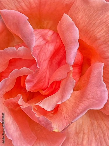 Wallpaper Mural Rose close up Torontodigital.ca