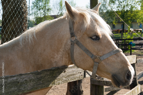 Horse head close-up. Portrait of a beautiful stallion near fence