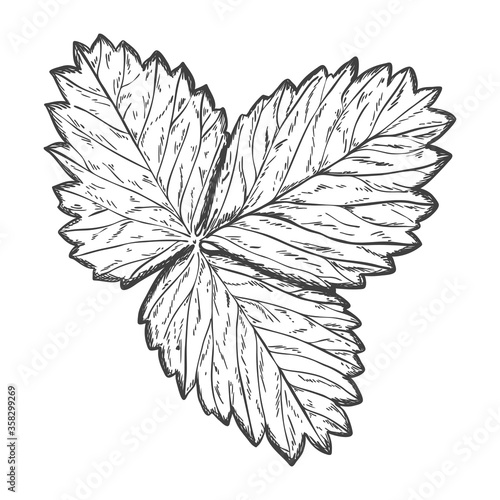 Sketch of strawberry leaves. Strawberry leaves are hand drawn and isolated on a white background. Black and white vector illustration. Pencil drawing