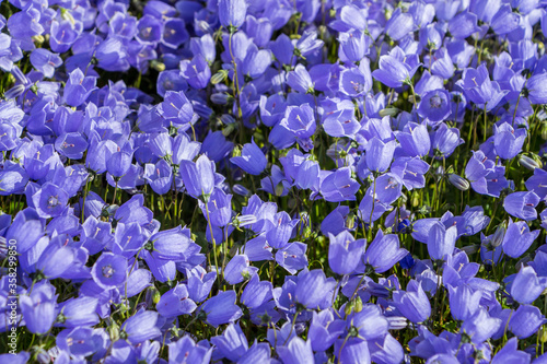 Campanula carpatica, tussock bellflower or Carpathian harebell. Rapido Blue. Plantae, Angiosperms, Eudicots, Asterids, Asterales, Campanulaceae, Campanula. Filled texture background of blue flowers.