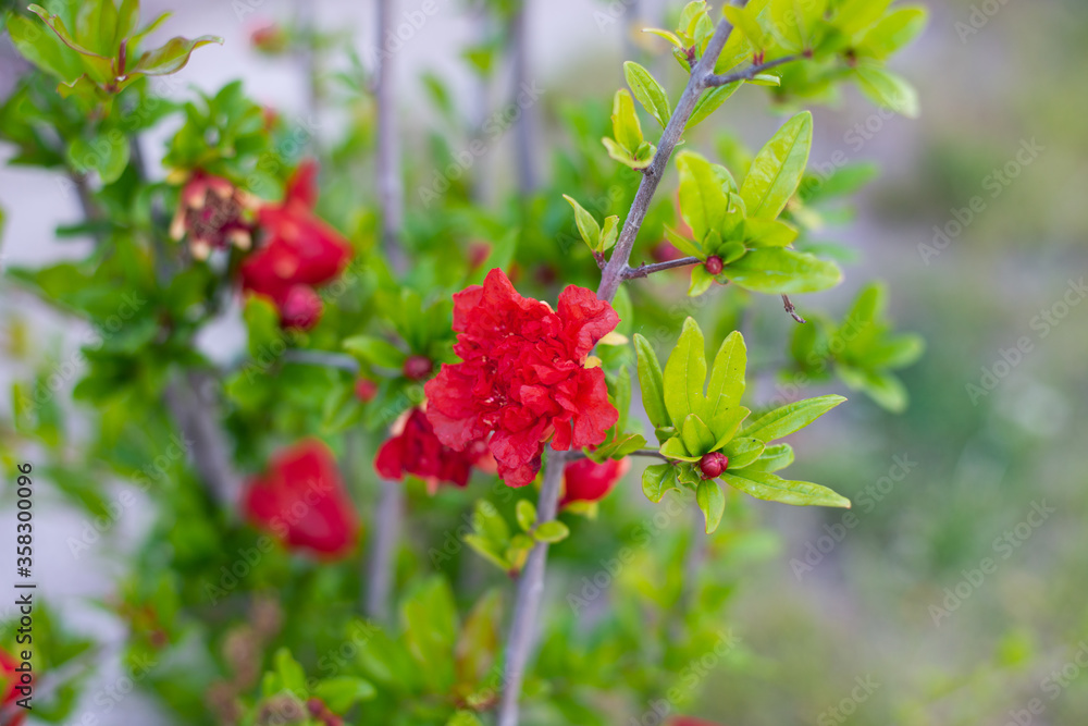 red flower bush with green leaves botanical nature red flower bush with green leaves botanical nature