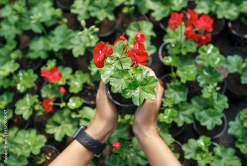 Hands of african american girl with smart watch holding red flower in pot for growing in garden