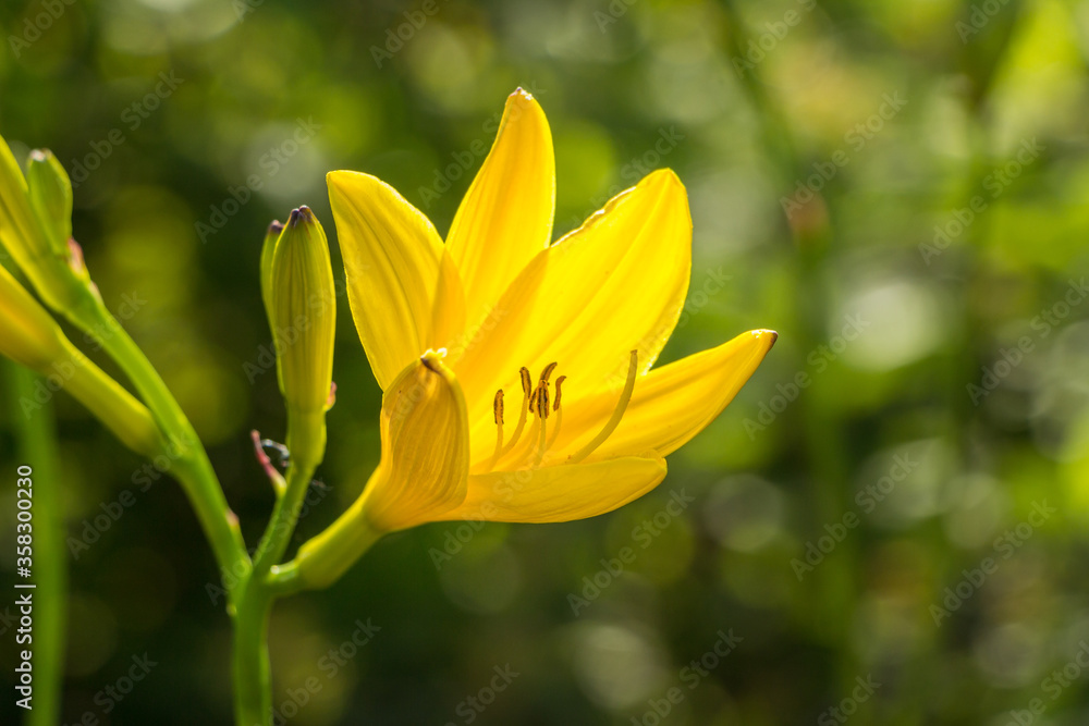 Hemerocallis middendorffii, known as Amur daylily. A yellow flower in the contra light. Beautiful tender Lily in the sun. Asparagales, Asphodelaceae, Hemerocallidoideae, Hemerocallis. Hemerocallis middendorffii, known as Amur daylily. A yellow flower in the contra light. Beautiful tender Lily in the sun. Asparagales, Asphodelaceae, Hemerocallidoideae, Hemerocallis.