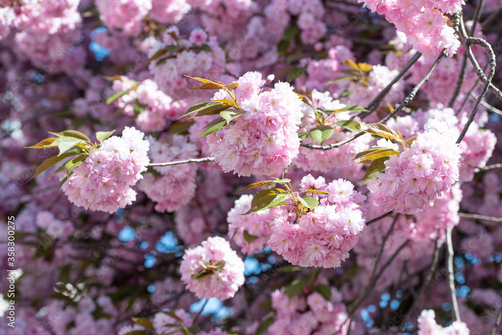 Kirschblüten / Cherry Blossom