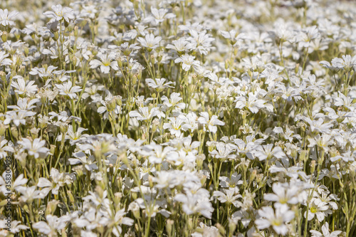 Cerastium biebersteinii  boreal chickweed  is an ornamental plant in the genus Cerastium and the family Caryophyllaceae. White flowers background. Pretty small white flowers in full bloom.