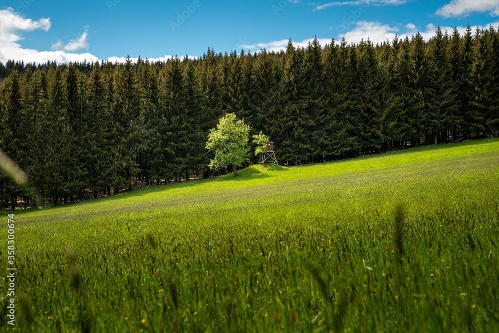 landscape with green mountain meadow, lonely tree and hunting spot