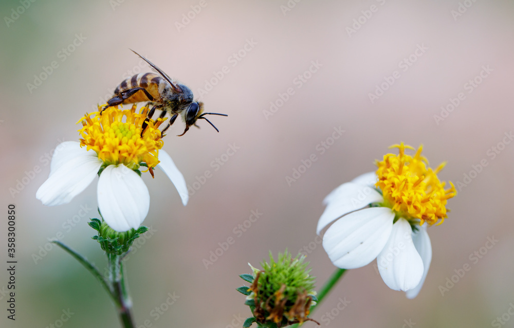 Worker bees find food from pollen. Worker bees find food from pollen.