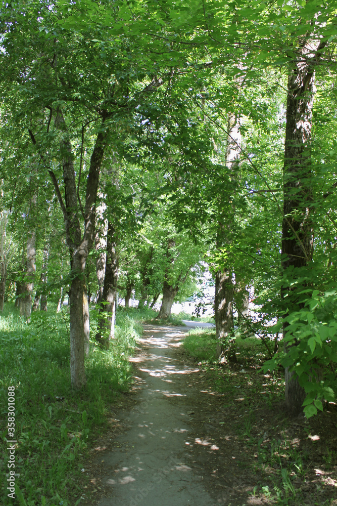 Fototapeta premium path in the forest
