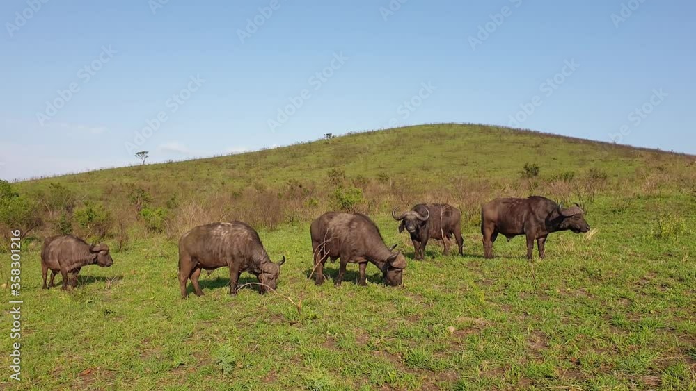 A group of buffalos during a safari in the Hluhluwe - imfolozi National Park in South africa A group of buffalos during a safari in the Hluhluwe - imfolozi National Park in South africa
