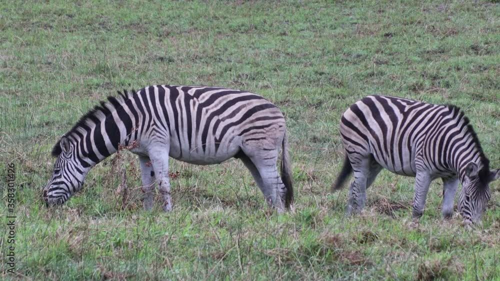Zebras eating grass in the Isimangaliso National Park in Southafrica Zebras eating grass in the Isimangaliso National Park in Southafrica