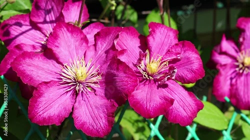 Blooming Clematis. The wind rustles with large pink clematis flowers. (Clematis Ville de Lyon). Hd video photo