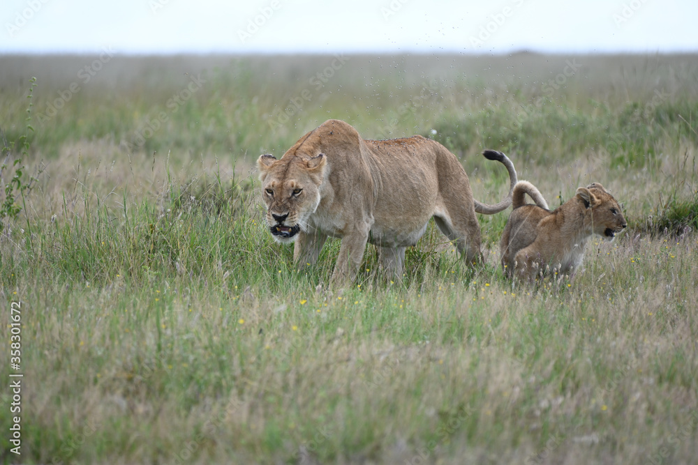 Fototapeta premium lioness and her cub