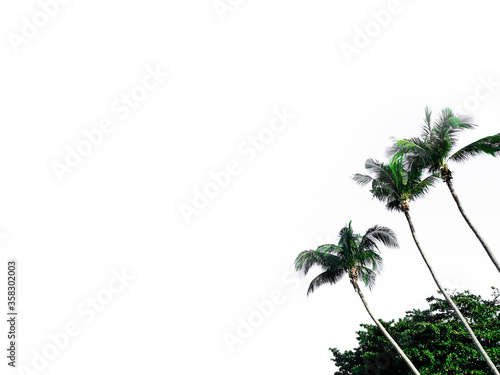 Coconut tree and grassland isolated on white background