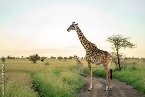 giraffe in the serengeti national park © CHIRAWAT