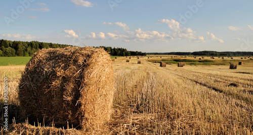 collected in a field of hay against the blue sky