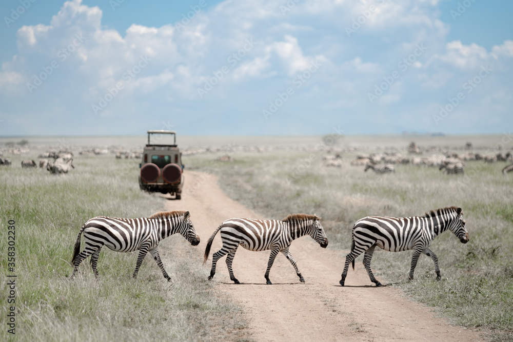 Obraz premium Zebras crossing road in Serengeti 