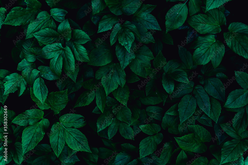 dark green leaves, abstract flora texture dark green leaves, abstract flora texture
