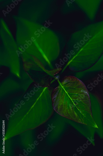 dark green leaves, abstract flora texture © Dmitriy Popov
