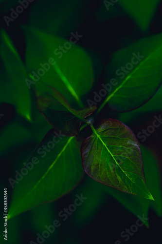 dark green leaves, abstract flora texture