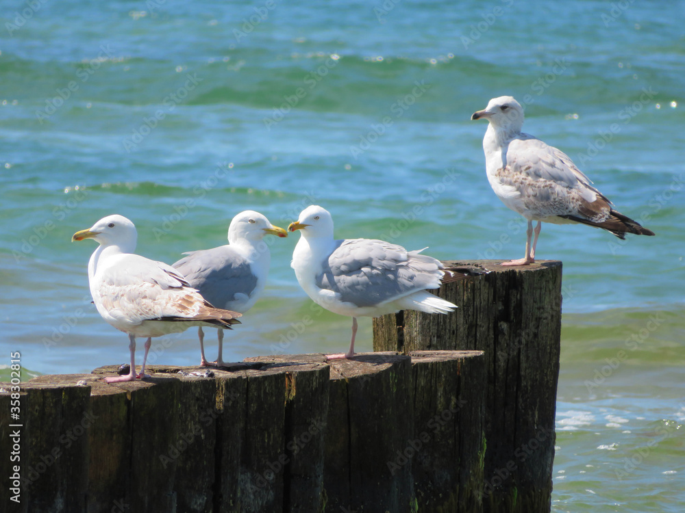 seagulls on the beach, sitting on groan seagulls on the beach, sitting on groan