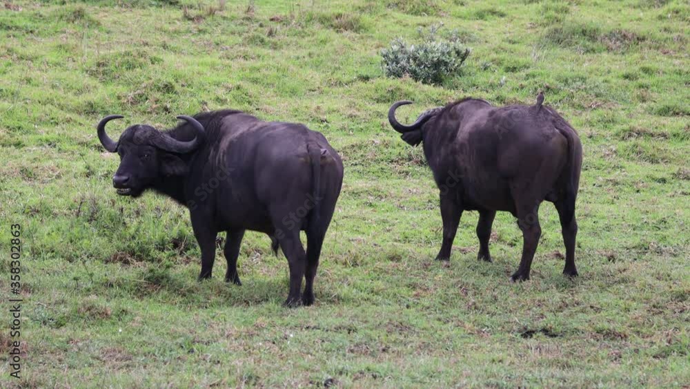 Two buffalos sparring and playing in the Isimangaliso National Park in Southafrica Two buffalos sparring and playing in the Isimangaliso National Park in Southafrica