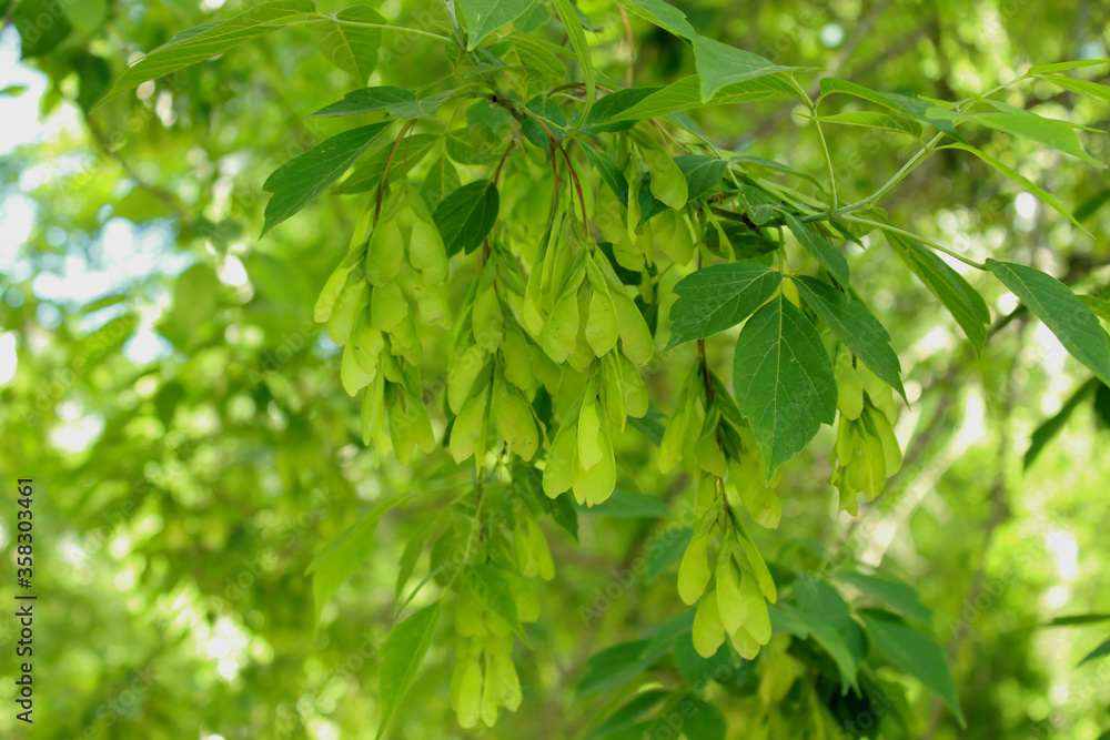 green leaves background green leaves background