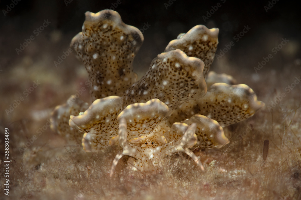 Nudibranch Cyerce sp. Underwater macro photography from Romblon, Philippines