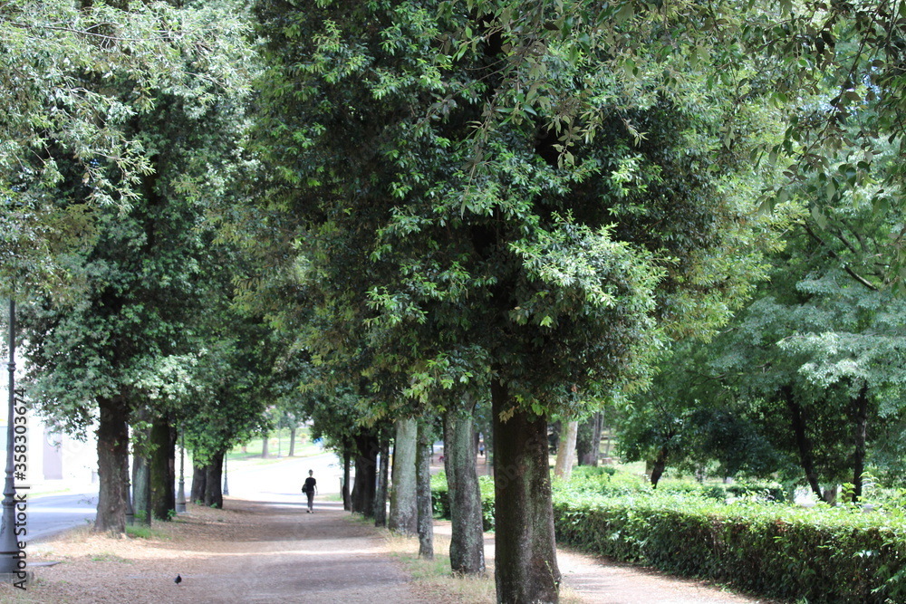 dense forest older trees and natural greenery in the forest dense forest older trees and natural greenery in the forest