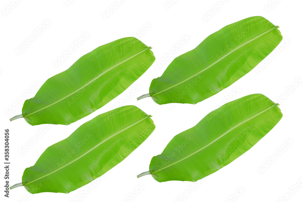 Obraz premium banana, leaf, natural, background, texture, nature, white, biology, colours, eco, environmental, large, palm, tropics, ecological, ecology, exotic, foliage, greenery, lush, big, botanical, element, is