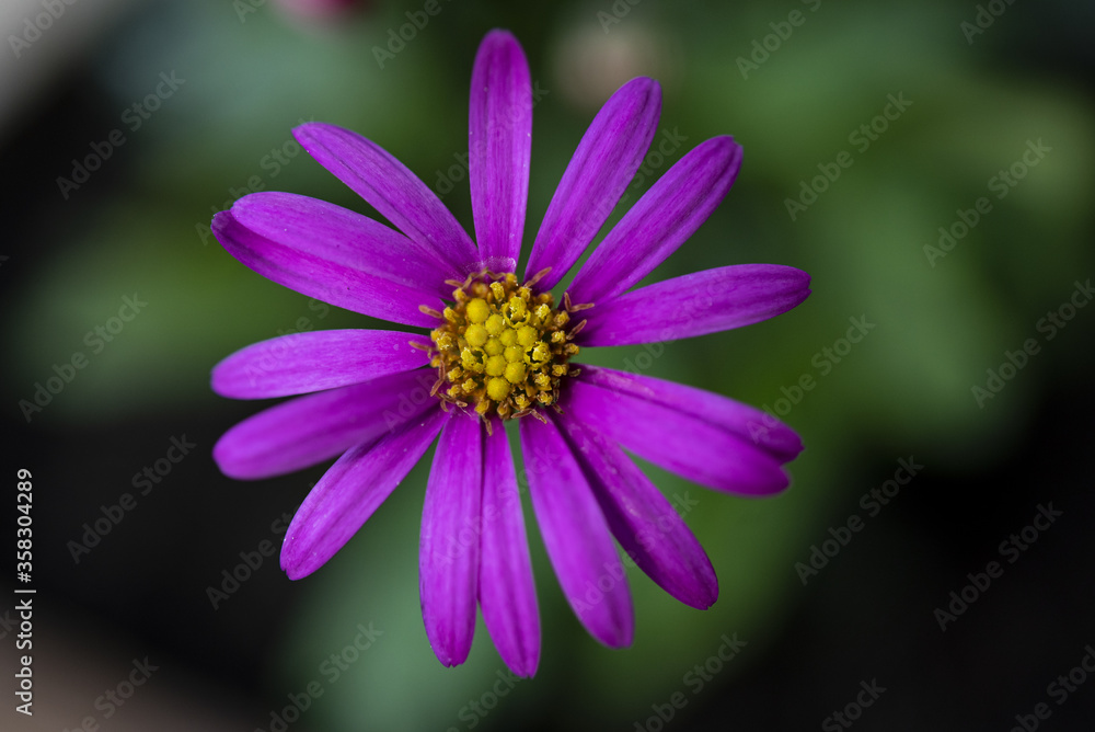 Close up of a Purple Daisy in the garden