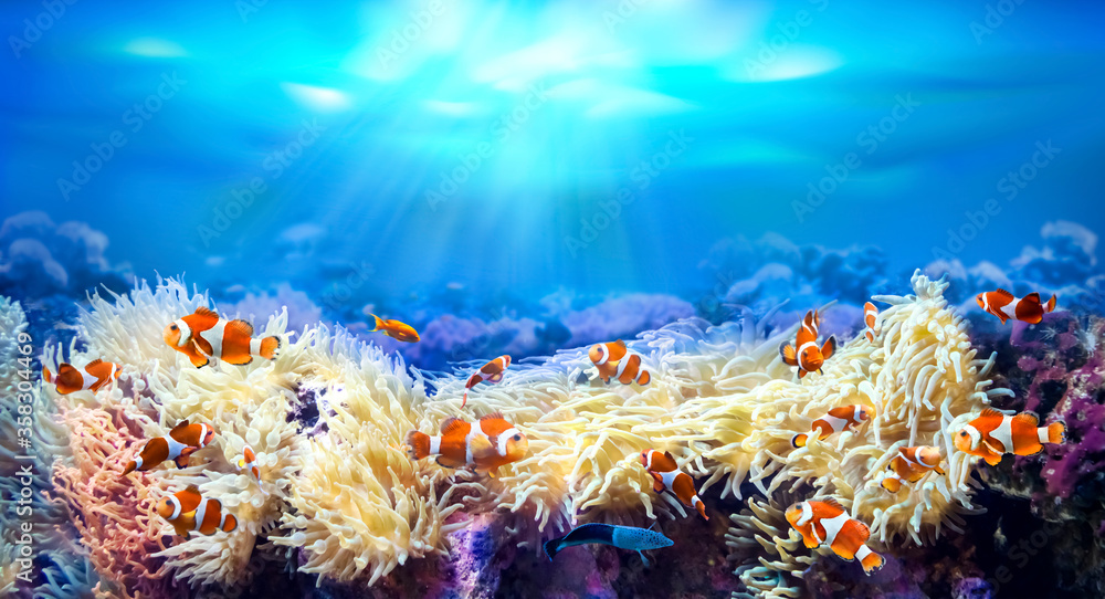 Clownfish swimming among sea anemones. Animals of the underwater sea world. Life in a coral reef. Amphiprion percula. Ecosystem.  - obrazy, fototapety, plakaty 