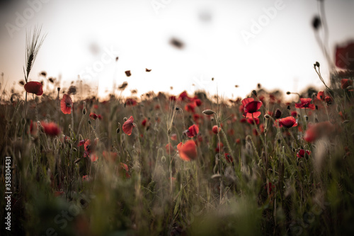 poppy flower field in the evening © Nick Neuenhaus
