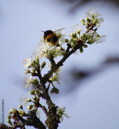 bee on a flower