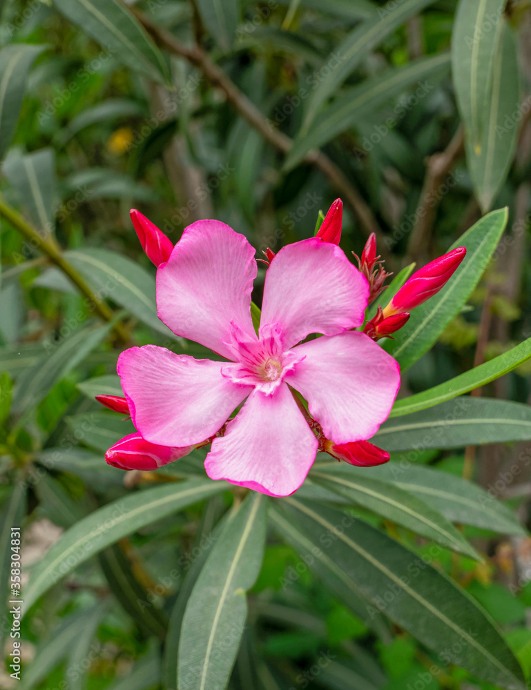 vibrant pink oleander single flower close up in the garden vibrant pink oleander single flower close up in the garden