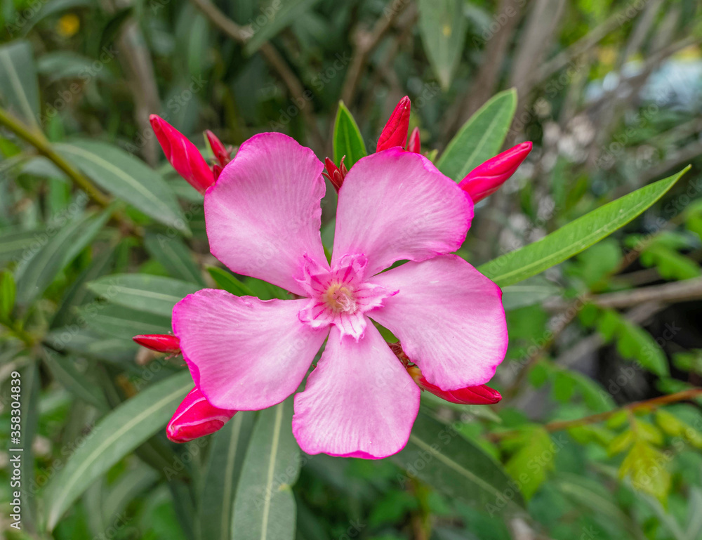 vibrant pink oleander single flower close up in the garden vibrant pink oleander single flower close up in the garden