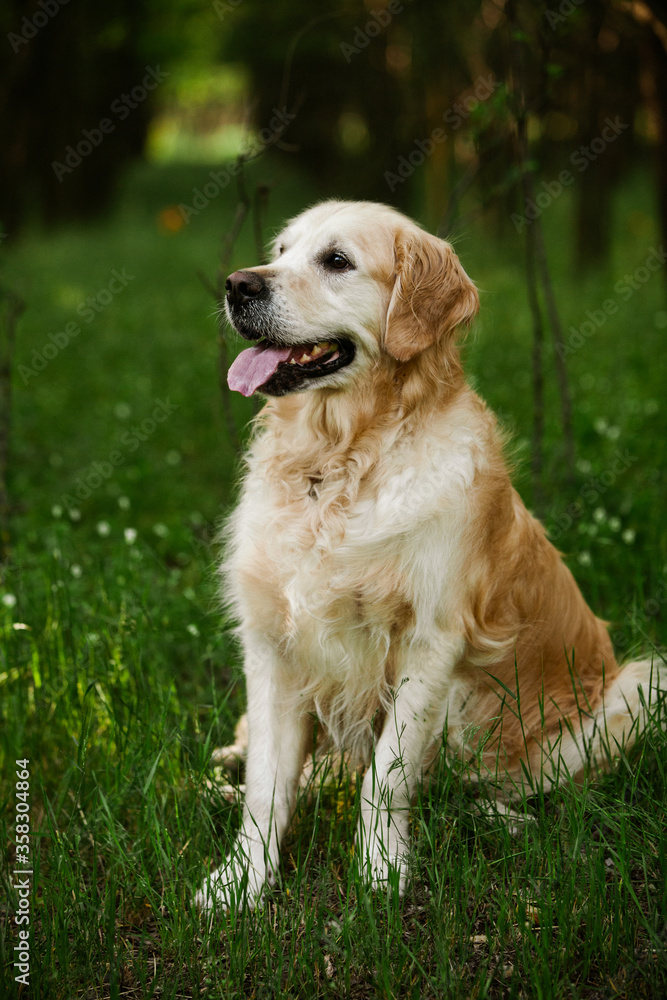 Labrador retriever dog. Golden retriever dog on grass. adorable dog in poppy flowers. Labrador retriever dog. Golden retriever dog on grass. adorable dog in poppy flowers.