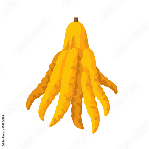 Fingered citron vector illustration isolated on white background. Juicy tropical exotic fruit Buddha s hand.